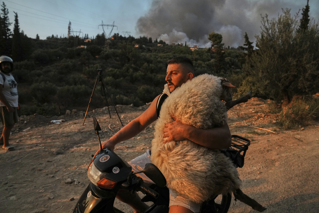 Olsjen Mucobega, 32, from Albania who lives in Greece, carries a sheep on the motorcycle during a wildfire in Patras city, western Greece, Wednesday, Aug. 13, 2025. (AP Photo/Thanassis Stavrakis)