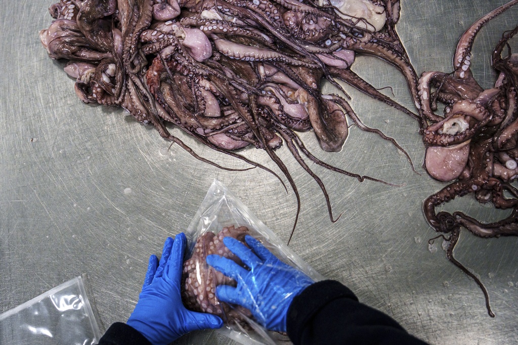 Octopuses are packaged at Frigorificos Arcos SL on Wednesday, June 25, 2025, in O Carballino, Spain. (AP Photo/Annika Hammerschlag)