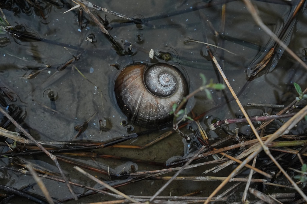 An apple snail sits in a drainage ditch Wednesday, Jan. 21, 2026, near a crawfish pond in Kaplan, La. (AP Photo/Joshua A. Bickel)