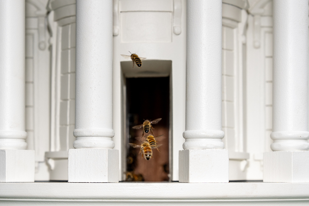 Bees fly through the door of a beehive crafted to look like the White House on the South Lawn of the White House, Friday, April 24, 2026, in Washington. (AP Photo/Alex Brandon)