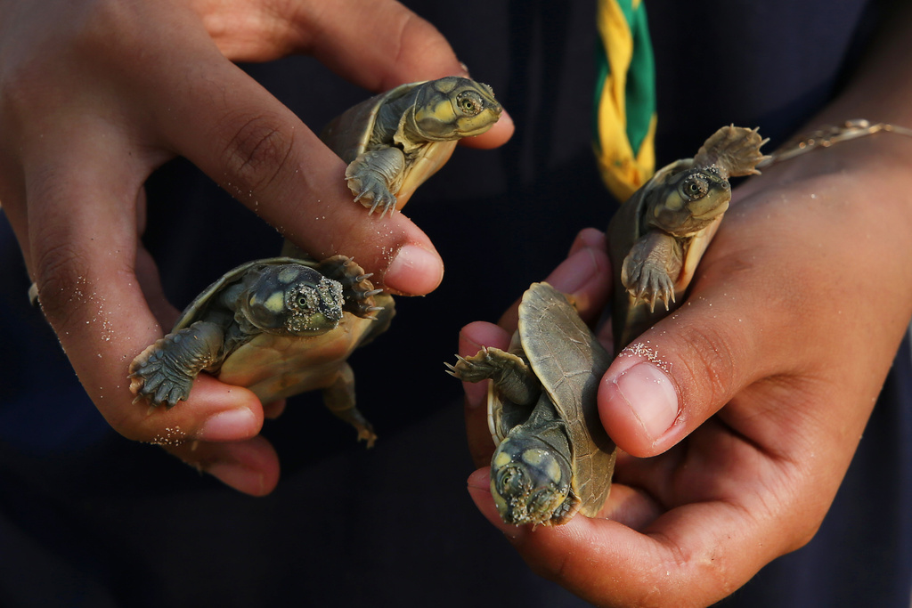 A student holds turtle hatchlings (podocnemis expansa) ahead of their release at the Abufari Biological Reserve, in Tapaua, Amazonas state, Brazil, Tuesday, Nov. 18, 2025. (AP Photo/Edmar Barros)
