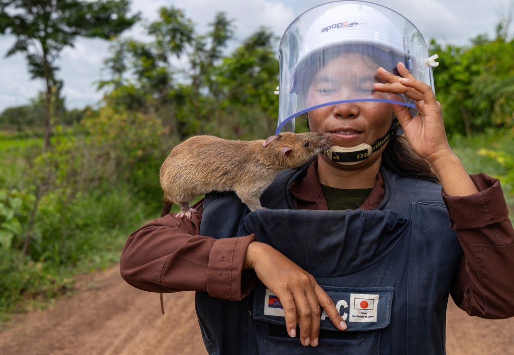 Mott Sreymom, 34, a rat handler with the humanitarian demining organization APOPO, carries an African giant pouched rat back from a landmine field in Siem Reap, Cambodia, Tuesday, June 10, 2025. (AP Photo/Anton L. Delgado)