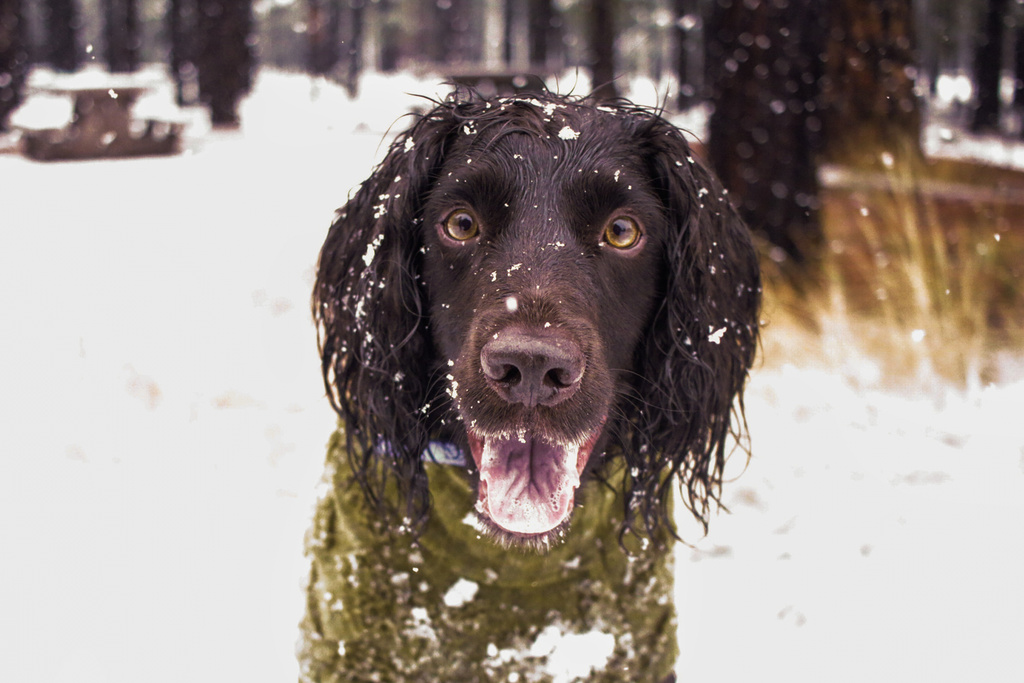 An English Cocker Spaniel named Ryder stares as snow falls around him during the first snow of the season in Flagstaff, Ariz., Wednesday, Nov. 19, 2025. (AP Photo/Cheyanne Mumphrey)