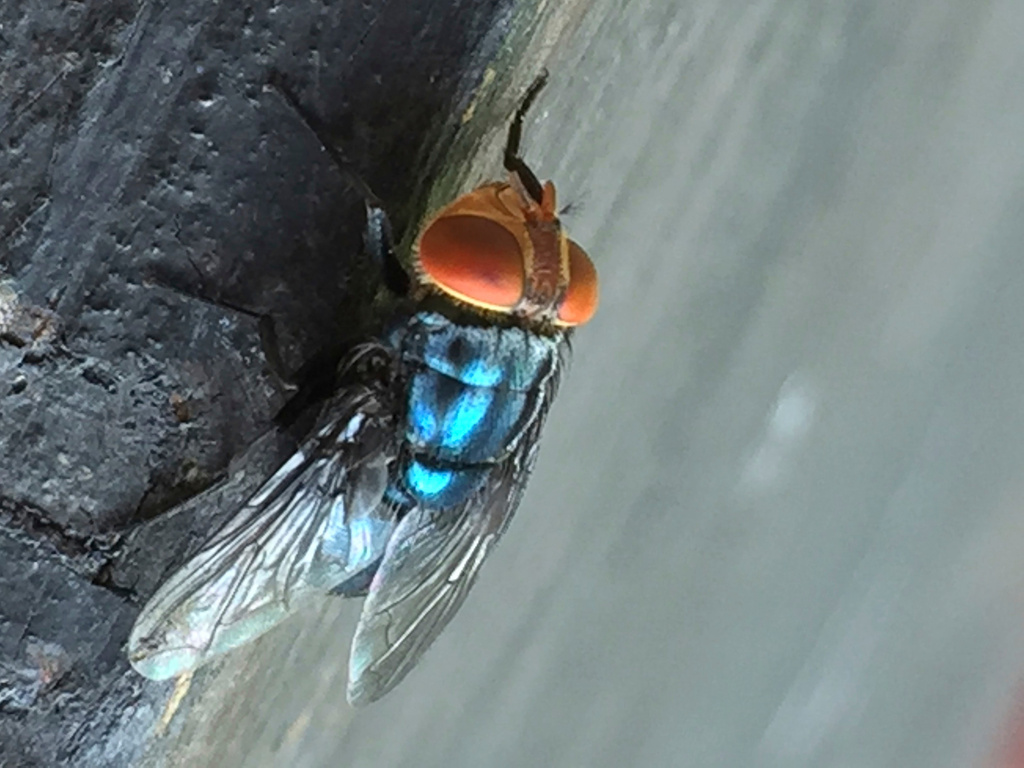 FILE - An adult New World screwworm fly sits in this undated photo. (Denise Bonilla/U.S. Department of Agriculture via AP)