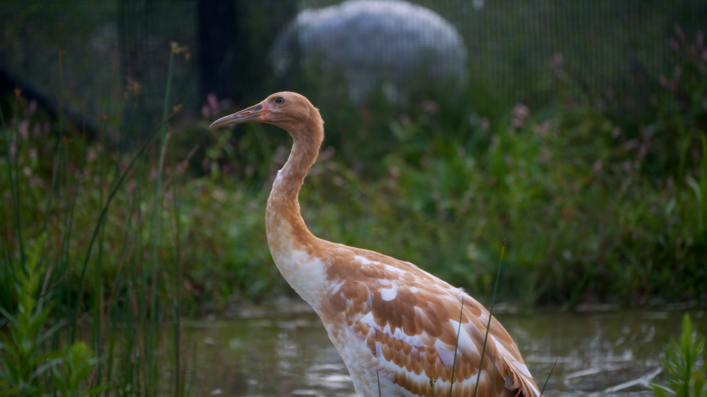 Ducky, a female whooping crane chick, stands in an enclosure at the International Crane Foundation in Baraboo, Wis., Aug. 28, 2025. (Hannah Jones/International Crane Foundation via AP)