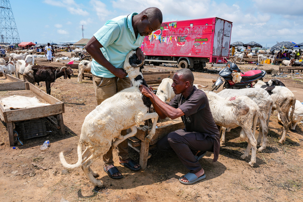Tanane Ibrahim, left and Nouhoun Sidibe vaccinate a sheep at a livestock market in Abidjan, Ivory Coast, Friday, Oct. 24, 2025. (AP Photo/Misper Apawu)