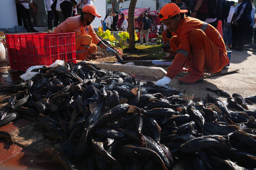 Municipal workers kill recently caught janitor fish before burying them during a campaign to remove the invasive species from the city's rivers, canals and water reservoirs, in Jakarta, Indonesia, Friday, April 24, 2026. (AP Photo/Tatan Syuflana)