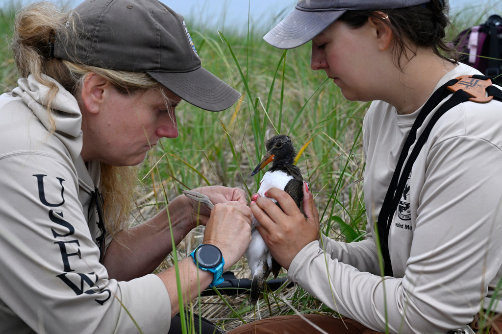 A juvenile oystercatcher is tagged by United States Fish and Wildlife Service Wildlife Biologist Maureen Durkin, left, as Shorebird Crew Lead Mary Bertschi holds the bird at Trustom Pond National Wildlife Refuge in South Kingstown, R.I., June 19, 2026. (AP Photo/Jessica Hill)