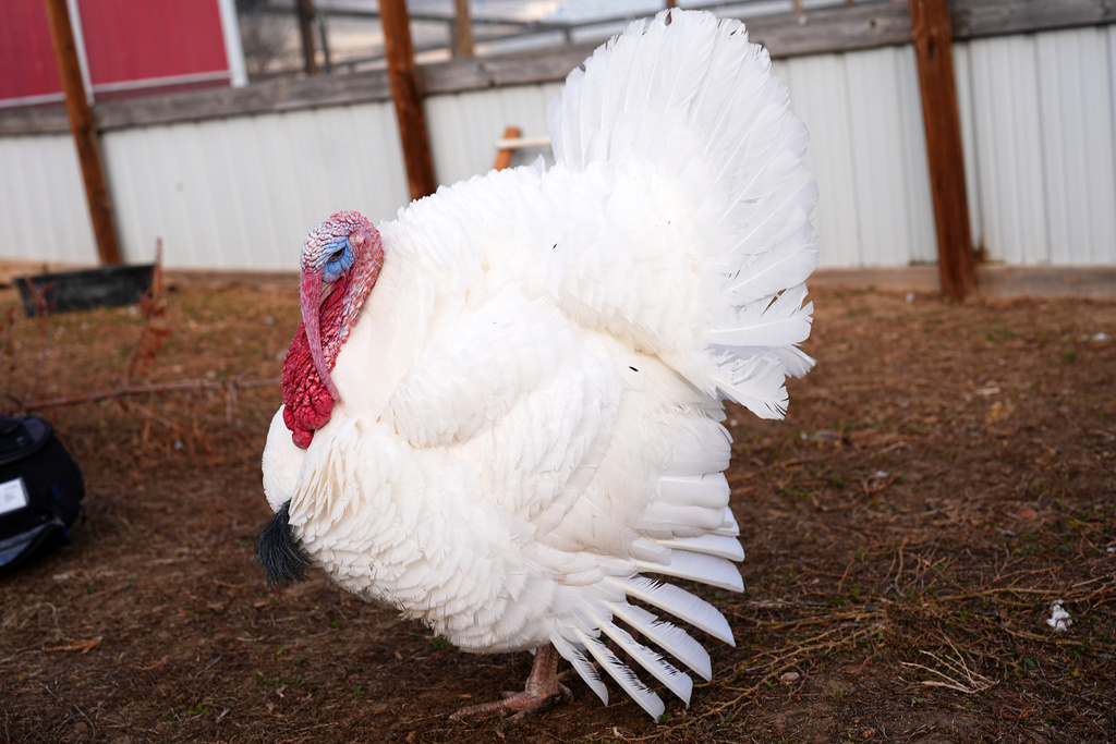 A pardoned tom turkey named Gus fans his tail feathers in an enclosure at Luvin Arms Animal Sanctuary, Friday, Nov. 21, 2025, in Erie, Colo. (AP Photo/David Zalubowski)