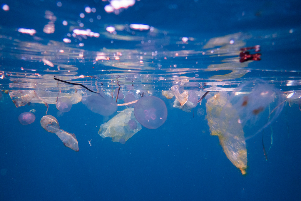 Plastic waste floats alongside jellyfish at the Blue Magic dive site in Raja Ampat, Indonesia, Sunday, March 8, 2026. (AP Photo/Claudia Rosel)