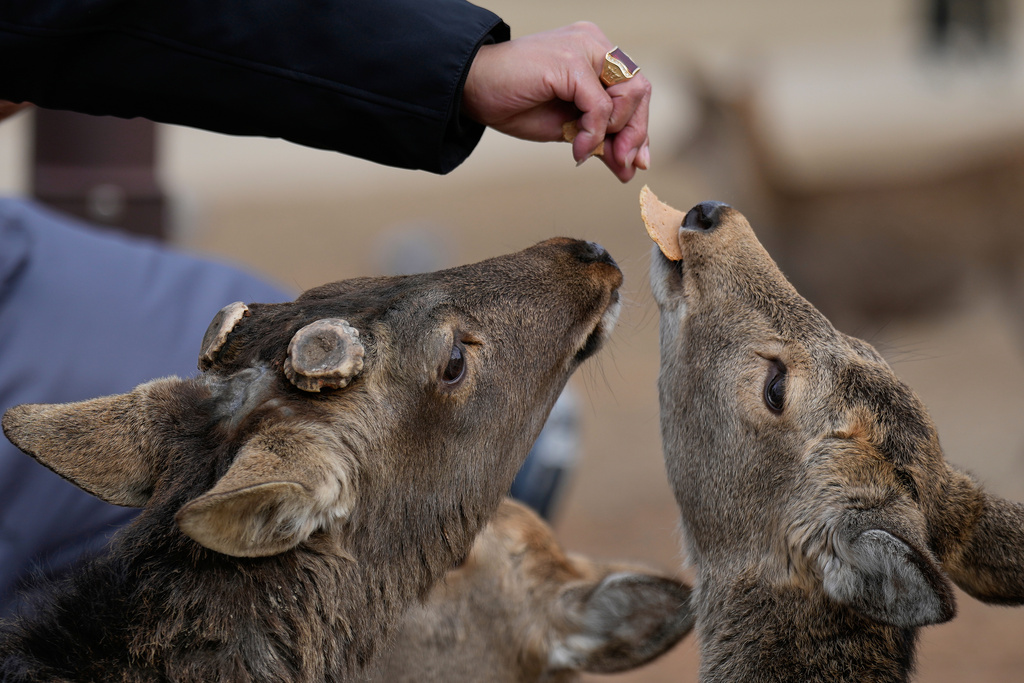 A tourist feeds deer at a park, in Nara, western Japan, Wednesday, Jan. 14, 2026, where more than 1,000 free-roaming deer considered sacred in Shinto belief have become one of the city's most popular tourist attractions. (AP Photo/Eugene Hoshiko)