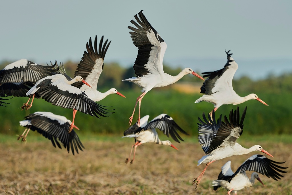 Storks fly over fields in Buettelborn near Frankfurt, Germany, Sept. 23, 2025. (AP Photo/Michael Probst, File)