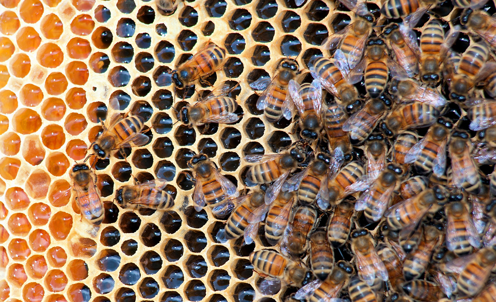 FILE - Honeybees fill a hive at Golden Angels Apiary in Singers Glen, Va., March 30, 2012. (Michael Reilly/Daily News-Record via AP, File)
