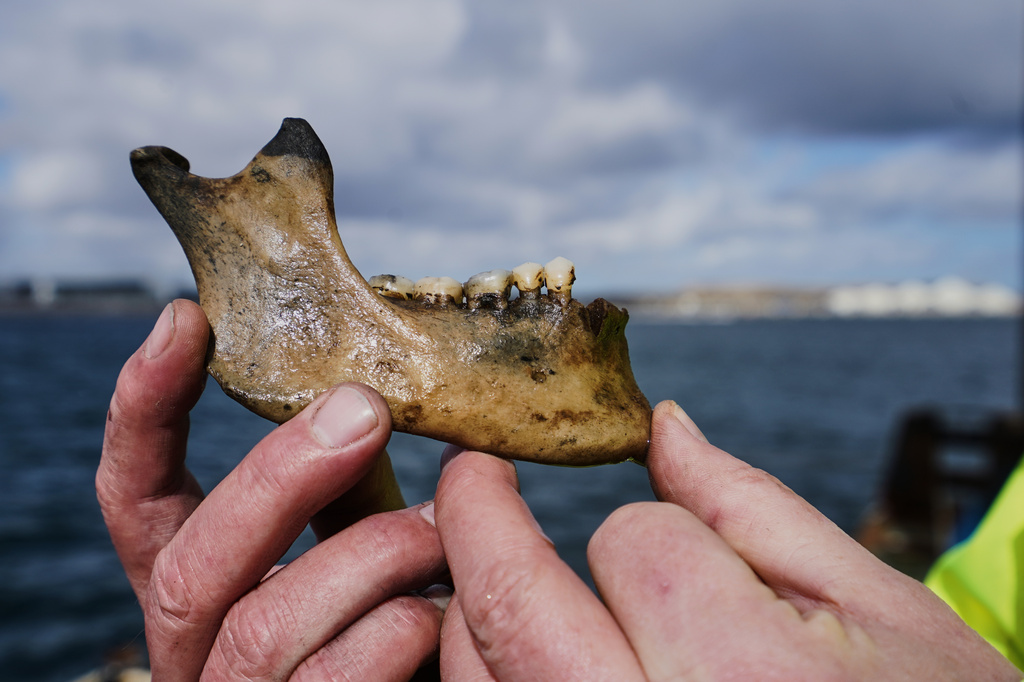Morten Johansen, head of maritime archaeology at Denmark's Viking Ship Museum, shows part of a human lower jawbone recovered from the wreck of Danish flagship "Dannebroge" that sank during the Battle of Copenhagen in 1801, in Copenhagen, Denmark, Tuesday, March 31, 2026. (AP Photo/James Brooks)