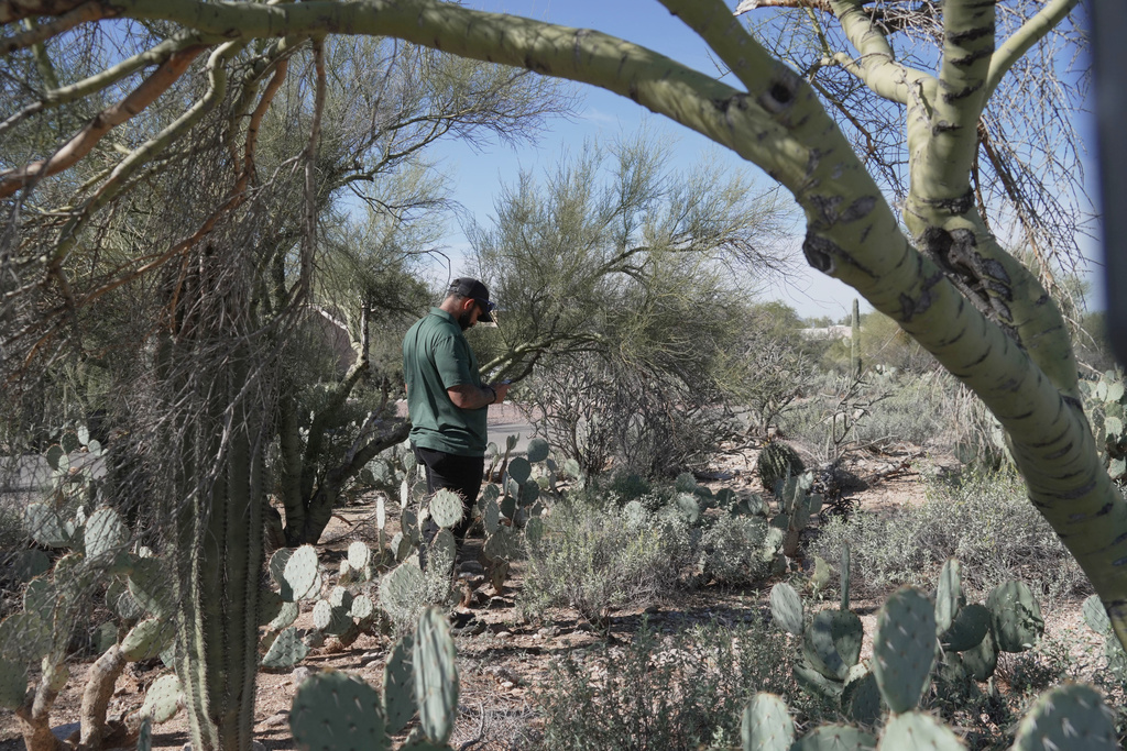 Law enforcement agents check vegetation areas around Nancy Guthrie’s home in Tucson, Ariz., Wednesday, Feb. 11, 2026. (AP Photo/Ty ONeil)