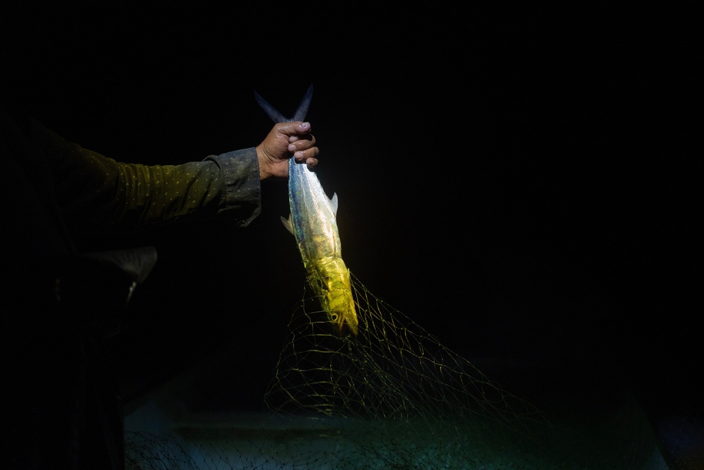 Fisherman Mauricio Contreras removes a fish from his net aboard his boat as night falls near Los Arrecifes, Mexico, Oct. 26, 2025. (AP Photo/Felix Marquez)