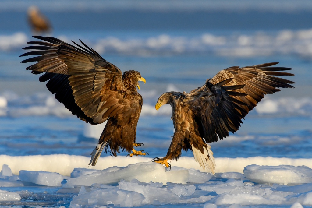A couple of White-tailed eagles fight while hunting at the Bosfor Vostochny channel in Vladivostok, Russia, Feb. 10, 2025. (AP Photo/Anton Balashov, File)