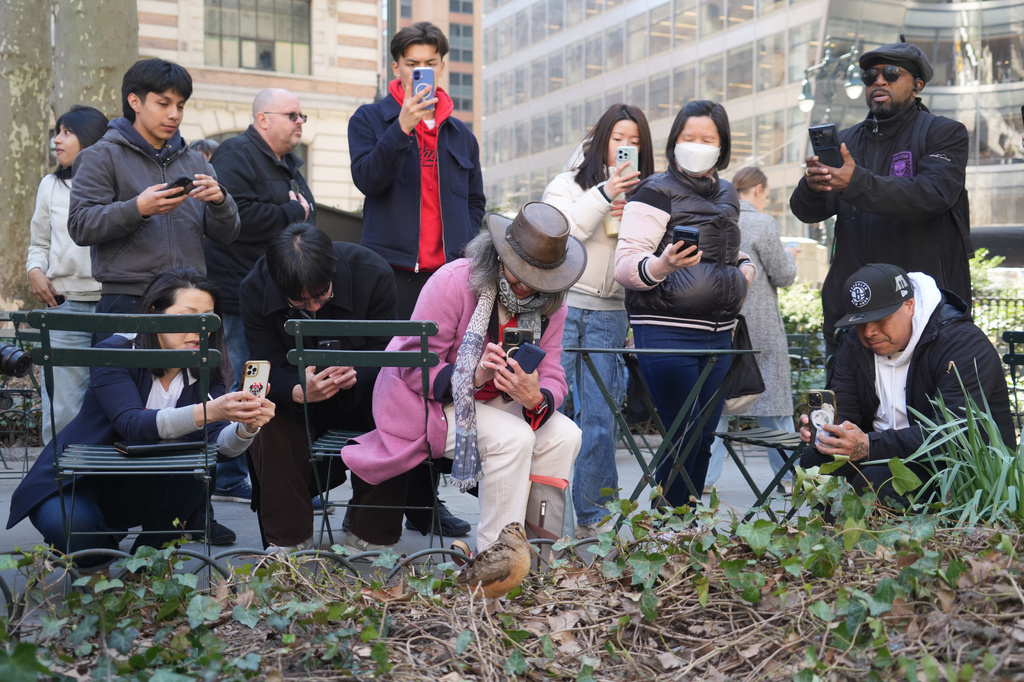 Visitors gather to take photos of an American woodcock as it pauses along its spring migration route at Bryant Park in New York, Wednesday, April 8, 2026. (AP Photo/Emily Wang Fujiyama)