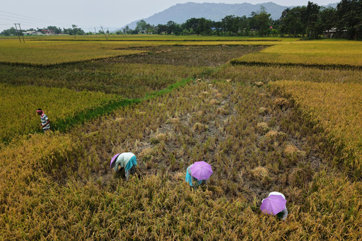 FILE - Farmers harvest rice crop in a paddy field on the outskirts of Guwahati, India, May 24, 2025. (AP Photo/Anupam Nath, File) FILE - Farmers harvest rice crop in a paddy field on the outskirts of Guwahati, India, May 24, 2025. (AP Photo/Anupam Nath, File)