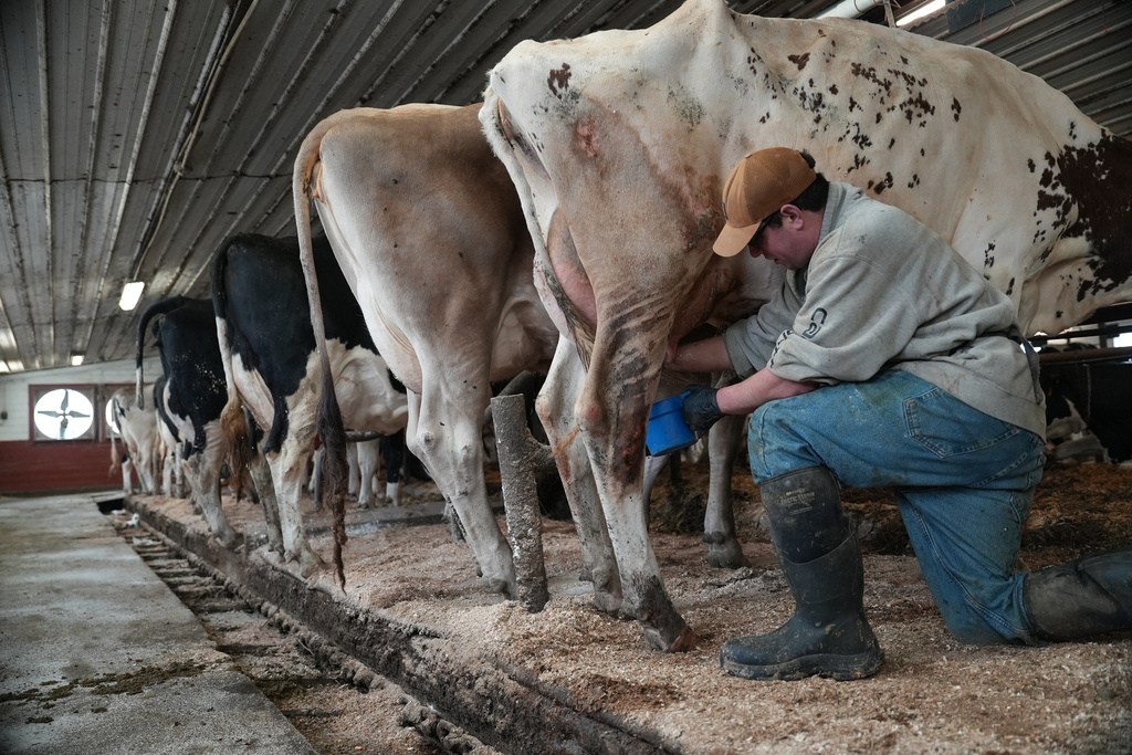 Nick Armato prepares a cow for milking at Ronnybrook Farm, which uses pasteurization, in Ancramdale, N.Y., on April 22, 2026. (AP Photo/Mary Conlon)