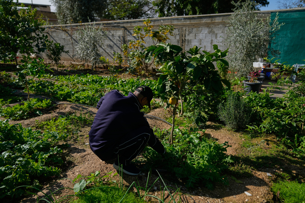 A Palestinian laborer who works inside a West Bank Israeli industrial zone maintains the garden at his house, in the West Bank city of Jericho, Saturday, Jan. 3, 2026. (AP Photo/Nasser Nasser)