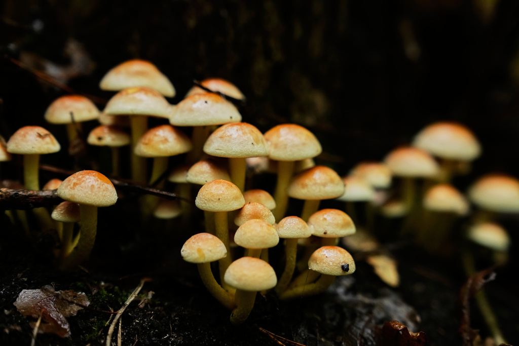 Wild mushrooms are seen growing in a forest in Potsdam, Germany, Wednesday, Oct. 8, 2025. (AP Photo/Ebrahim Noroozi)