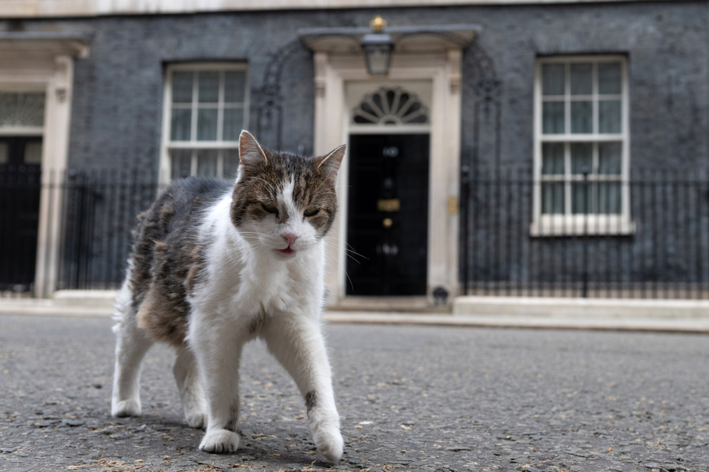 Larry the cat, Chief Mouser to the Cabinet Office walks at 10 Downing Street in London, Thursday, May 14, 2026 as efforts to unseat British Prime Minister Keir Starmer are likely to break out into open rebellion on Thursday.(AP Photo/Thomas Krych)