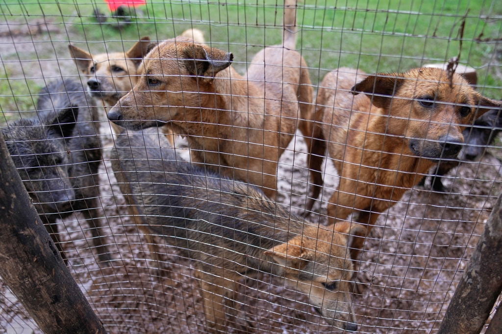 Stray dogs that were abandoned on the streets rest at a shelter in Addis Ababa, Ethiopia, Sunday, Sept. 7, 2025. (AP Photo/Brian Inganga)