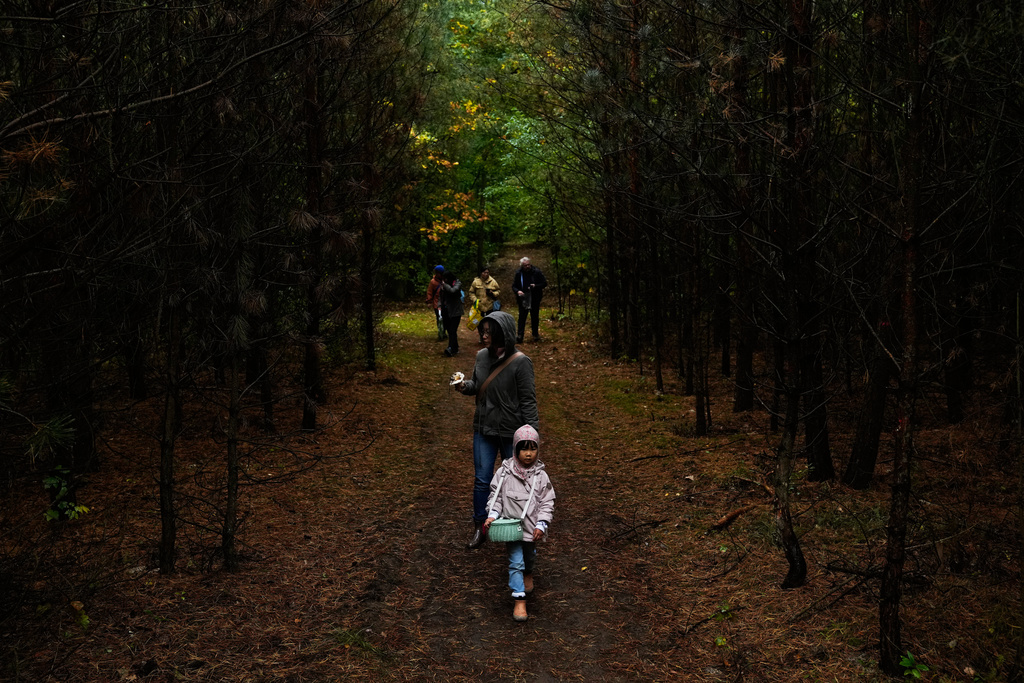 Mushroom hunters and pickers move through a forest looking for mushrooms in Potsdam, Germany, Wednesday, Oct. 8, 2025. (AP Photo/Ebrahim Noroozi)