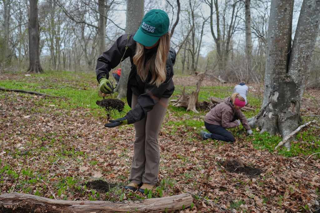 Allie Bujakoski collects a native tree seedling as part of a collection effort Wednesday, April 22, 2026, in Newport, R.I. (AP Photo/Joshua A. Bickel)