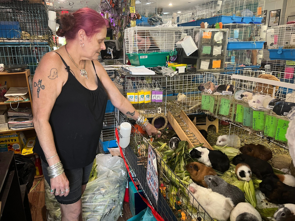 Kimie Smothermon feeds some of her several hundred guinea pigs while operating a guinea pig rescue in Salisbury, Mass., Friday, July 10, 2026. (AP Photo/Kimberlee Kruesi)