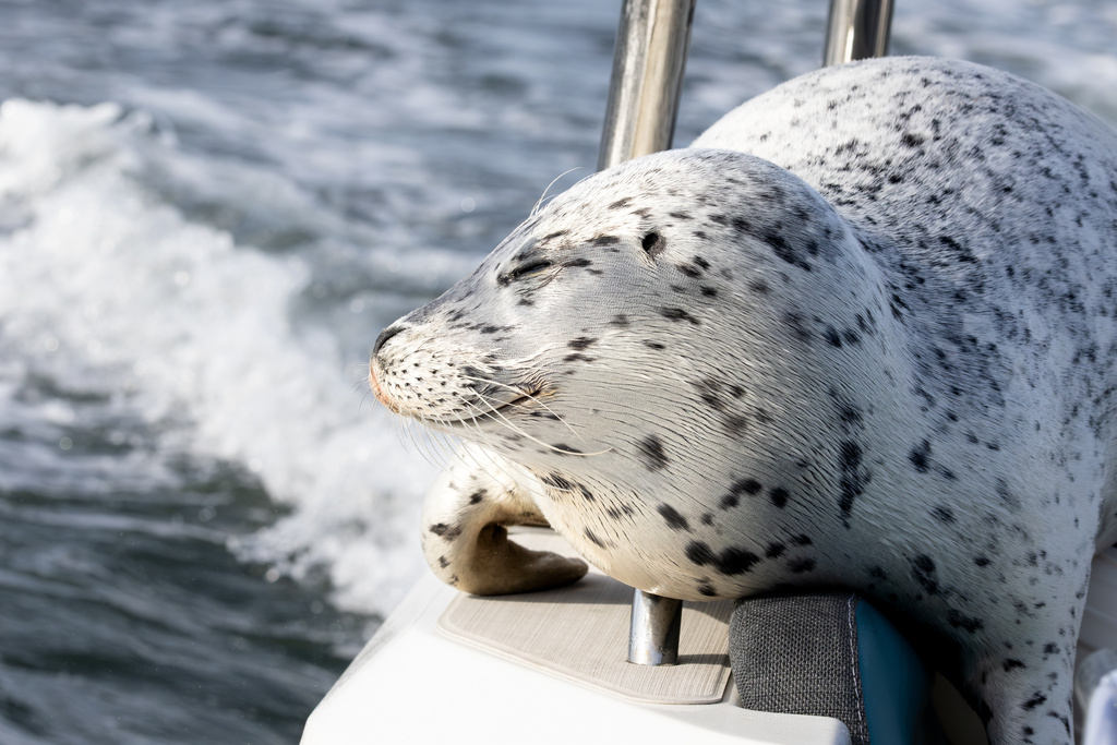 In this photo provided by Charvet Drucker, a seal rests on her boat in the Saratoga passage between Camano and Whidbey Island, Sunday, Nov. 2, 2025, north of Seattle, Wash. (Charvet Drucker via AP)