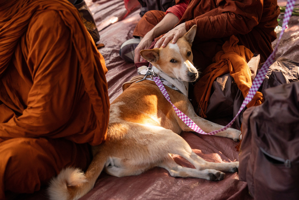 FILE - Aloka rests with Buddhist monks who are participating in the, "Walk For Peace," in Saluda, S.C., Jan. 8, 2026. (AP Photo/Allison Joyce, File)