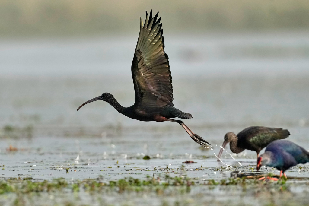 A Glossy Ibis takes off from a wetland at the Pobitora wildlife sanctuary on the outskirts of Guwahati, India, Wednesday, Jan. 7, 2026. (AP Photo/Anupam Nath)
