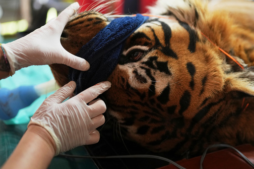 Members of a global animal welfare organization treat a tiger at the former Lujan Zoo, which closed in 2020, in Lujan, Argentina, Thursday, Oct. 30, 2025. (AP Photo/Natacha Pisarenko) Members of a global animal welfare organization treat a tiger at the former Lujan Zoo, which closed in 2020, in Lujan, Argentina, Thursday, Oct. 30, 2025. (AP Photo/Natacha Pisarenko)