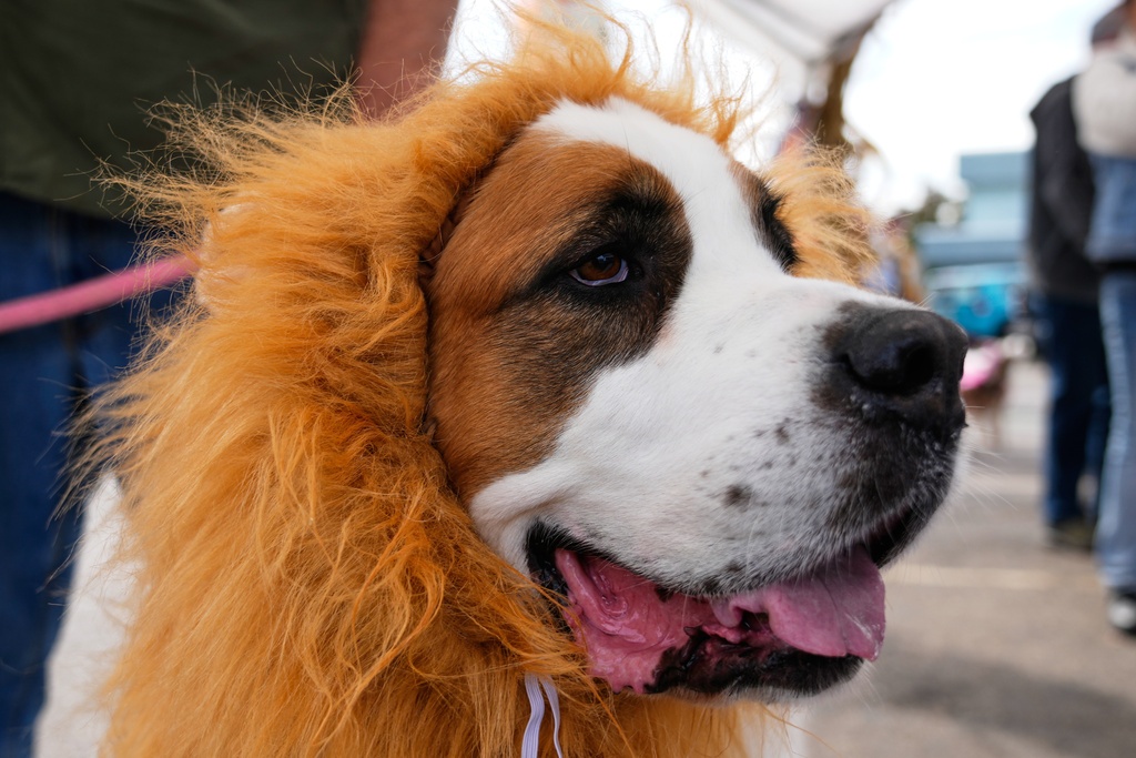 Bella, a dog owned by Wendy Beck, stands in line during a dog trick-or-treating event Friday, Oct. 17, 2025, in Lansing, Mich. (AP Photo/Ryan Sun)