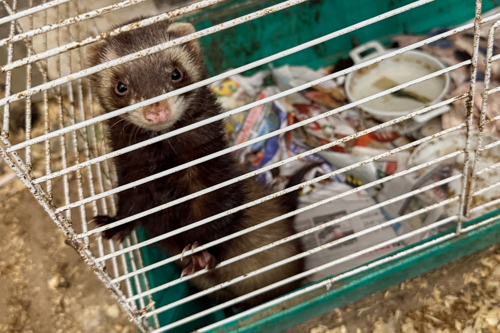 This photo provided by the Suffolk County, N.Y., District Attorney's Office, shows an animal being seized from the home of a wildlife rehabilitator in Northport, N.Y. (Suffolk County, N.Y., District Attorney's Office via AP)