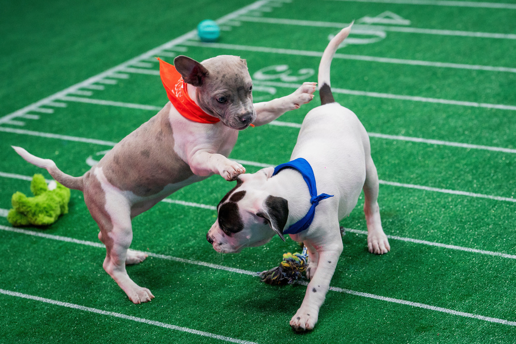 This image released by Warner Bros. Discovery shows puppies participating in Puppy Bowl XXII, airing Sunday across Animal Planet, Discovery, TBS, truTV, HBO Max and discovery+. (Ryan Muir/Warner Bros. Discovery via AP)