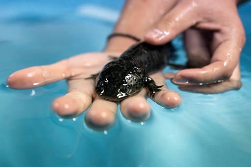 Biologist Diana Laura Vázquez Mendoza holds an axolotl in a laboratory of the Institute of Biology at the National Autonomous University in Mexico City, Sept. 19, 2025. (AP Photo/Felix Marquez) Biologist Diana Laura Vázquez Mendoza holds an axolotl in a laboratory of the Institute of Biology at the National Autonomous University in Mexico City, Sept. 19, 2025. (AP Photo/Felix Marquez)