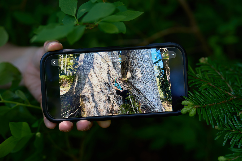 Veronika Sitar, an outdoor enthusiast, shows an image on her phone of herself sitting at a yellow cedar just weeks before it was logged in the Prince of Wales Range, near Campbell River, British Columbia, Sunday, May 31, 2026. (AP Photo/Annika Hammerschlag)