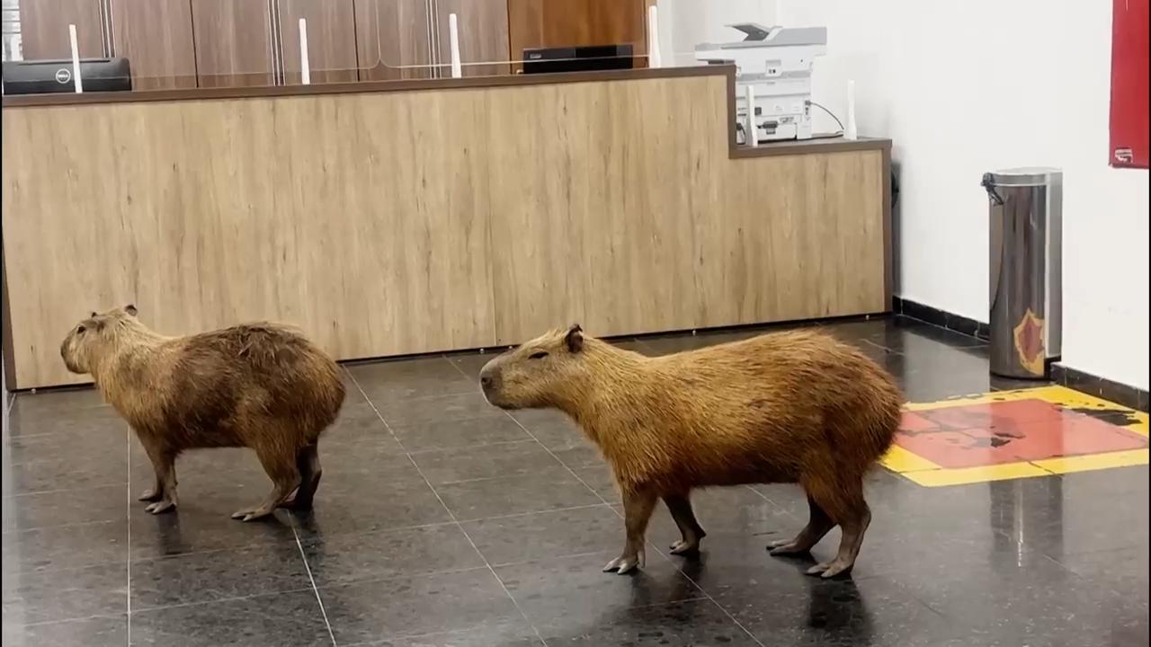 Herd of capybaras joins lawmakers in chambers in central Brazil