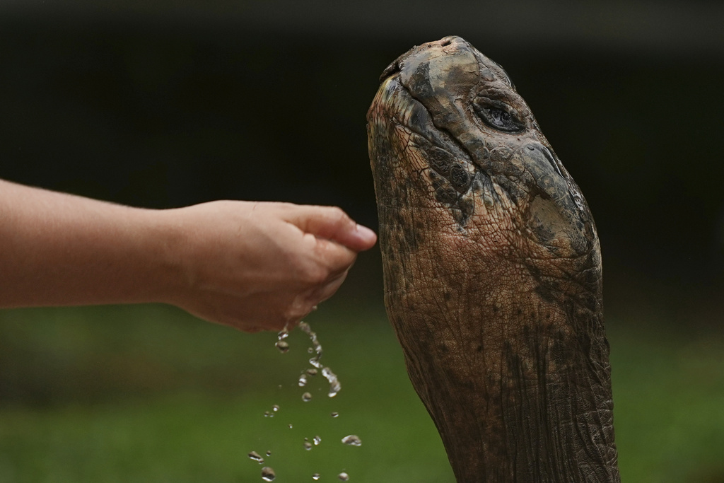 Abrazzo, a nearly 100-year-old Galapagos tortoise, and father of 16 hatchlings in two clutches, extends her neck as a staff member splashes water oh his face at Philadelphia Zoo in Philadelphia, Wednesday, Aug. 20, 2025. (AP Photo/Matt Rourke)