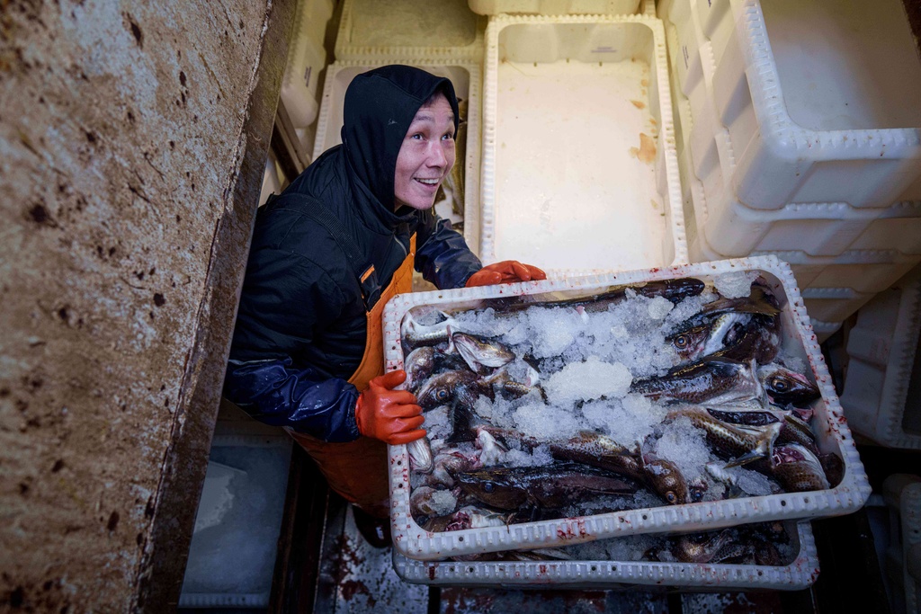 A fisherman unloads boxes with fish from a boat in Nuuk harbor, Greenland, on Thursday, Jan. 22, 2026. (AP Photo/Evgeniy Maloletka)