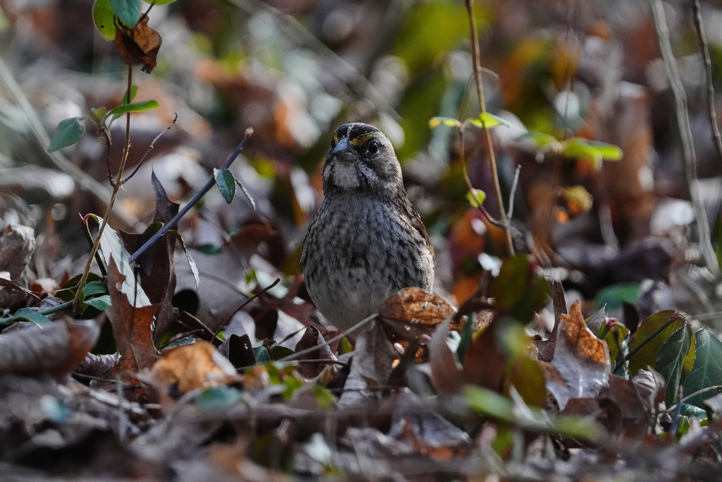 A white-throated sparrow stands in brush Wednesday, Feb. 25, 2026, in Milford, Ohio. (AP Photo/Joshua A. Bickel)