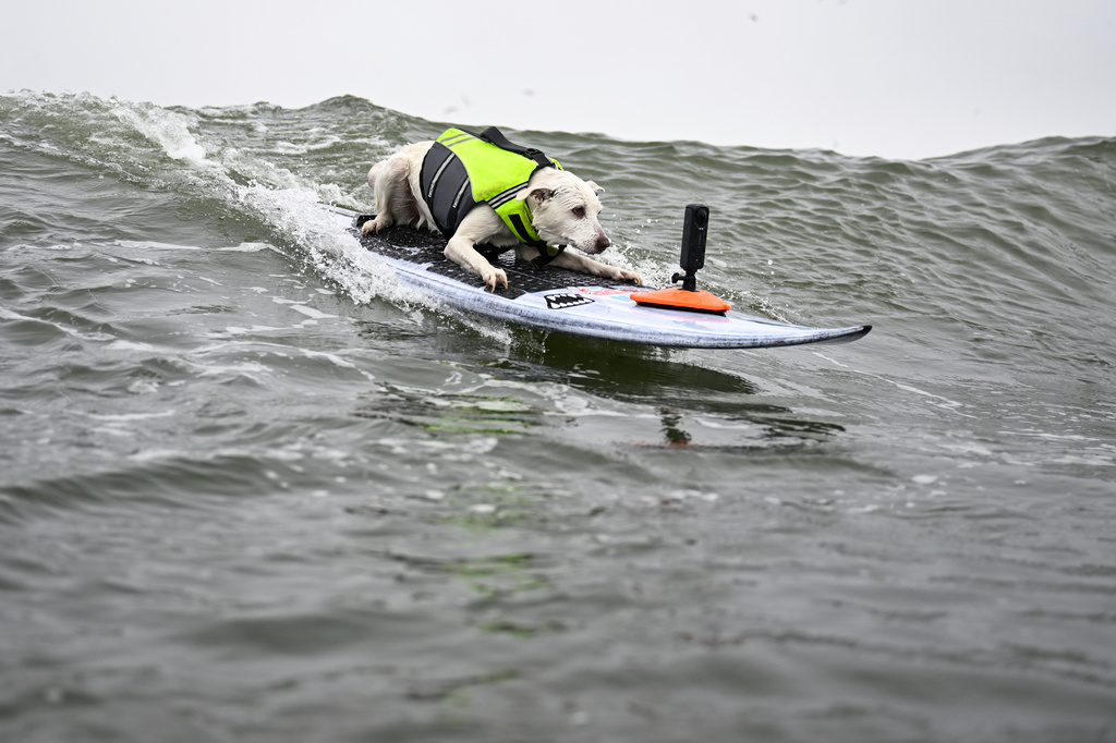 FILE - Sugar catches a wave in the first heat of medium dogs during the World Dog Surfing Championships, Aug. 3, 2024, in Pacifica, Calif. (AP Photo/Eakin Howard, File)