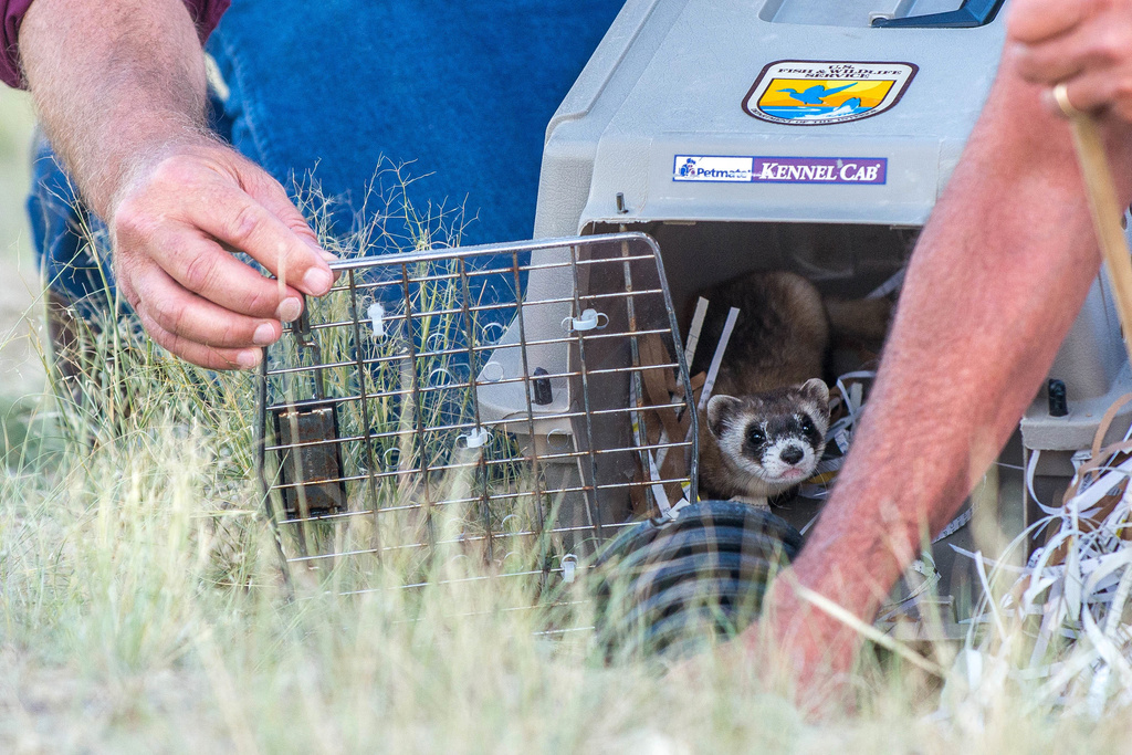 FILE - In this July 26, 2016, photo provided by the Wyoming Game and Fish Department, a black-footed ferret is released near Meeteetse, Wyo. (Justin Joiner/Wyoming Game and Fish Department via AP, File)