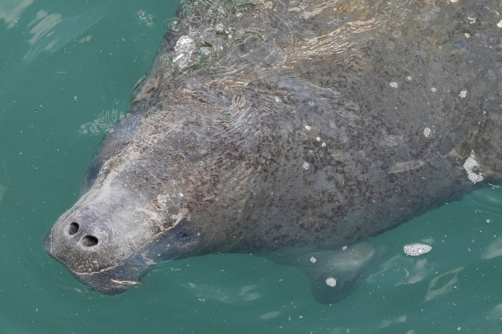 FILE - A manatee comes to the surface to breathe at Manatee Lagoon, a free attraction operated by Florida Power & Light Company that lets the public view and learn about the sea cows who gather in winter in the warm-water outflows of the company's power plant, in Riviera Beach, Fla., Jan. 10, 2025. (AP Photo/Rebecca Blackwell)