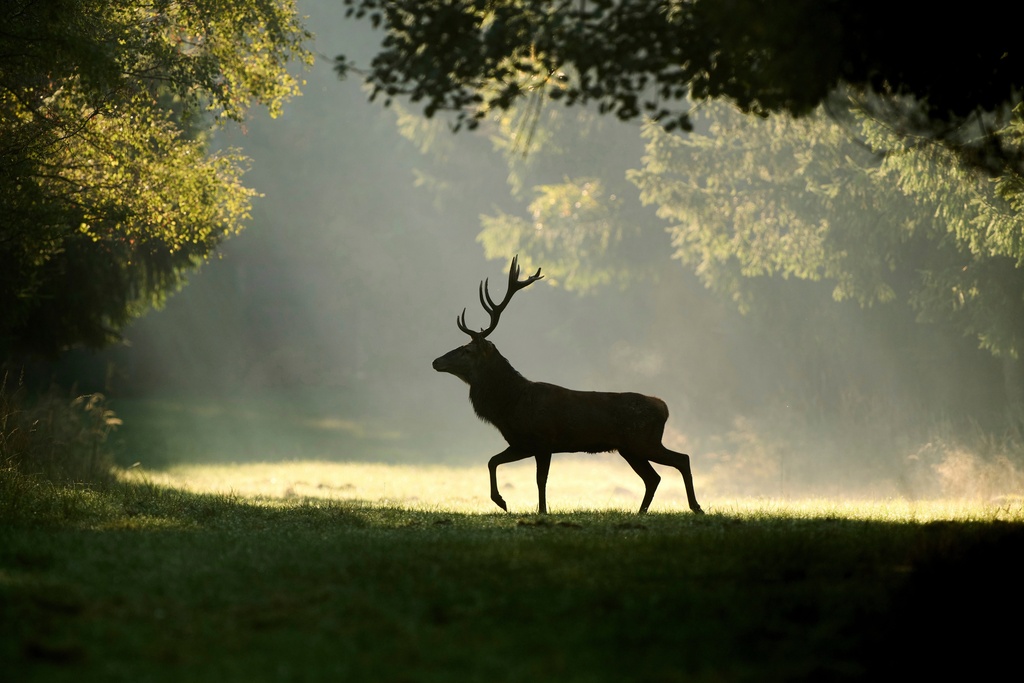 A stag is silhouetted as it walks through a forest in the Taunus region near Frankfurt, Germany, Oct. 1, 2025. (AP Photo/Michael Probst, File)