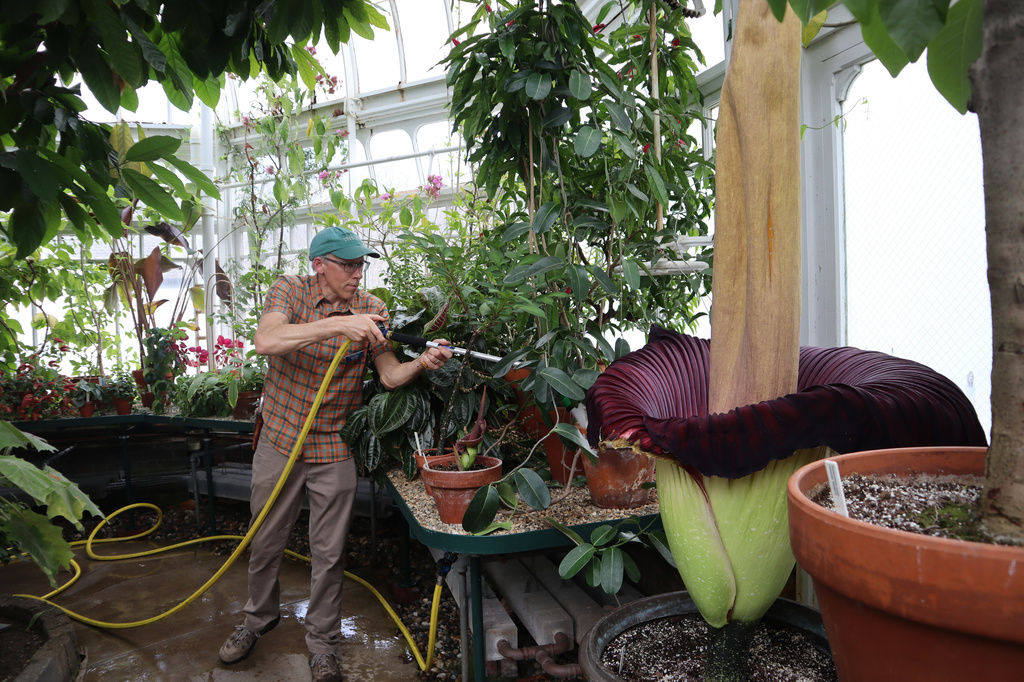 Tom Clark, greenhouse director and curator of Mount Holyoke College's botanic garden, waters plants nearby the blooming corpse flower known as "Pangy" at the Talcott Greenhouse on the campus in South Hadley, Mass., Tuesday, April 14, 2026. (AP Photo/Leah Willingham)