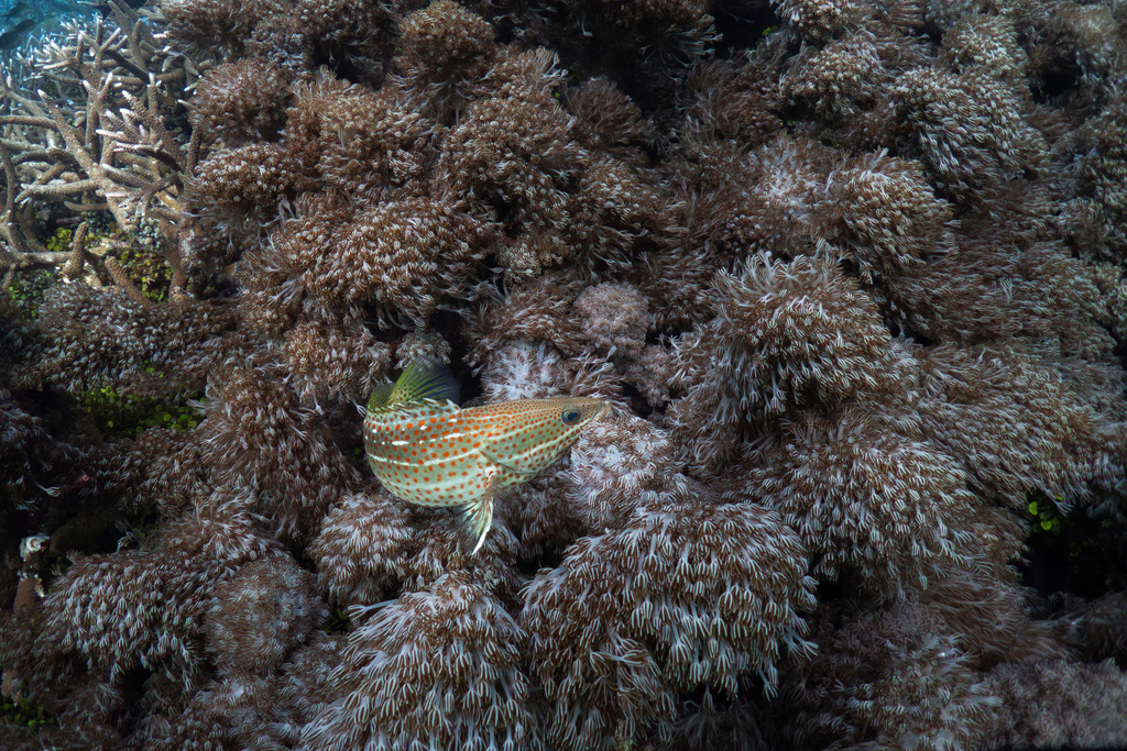 A slender grouper fish swims at the Melissa Garden dive site in Raja Ampat, Indonesia, Thursday, March 5, 2026. (AP Photo/Claudia Rosel)